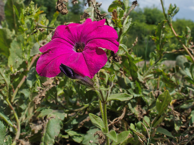 petúnka hybridná Petunia x atkinsiana D. Don ex Loudon