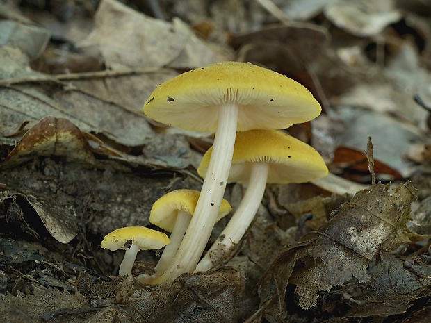 štítovka žltá Pluteus leoninus (Schaeff.) P. Kumm.