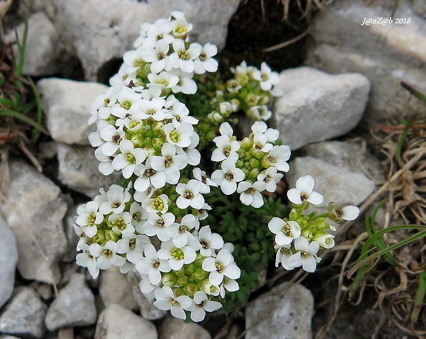 žeruška alpínska Pritzelago alpina (L.) Kuntze