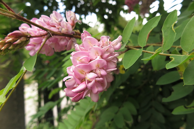 agát lepkavý Robinia viscosa Vent.