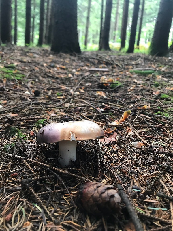 plávka modrastá  Russula cyanoxantha (Schaeff.) Fr.