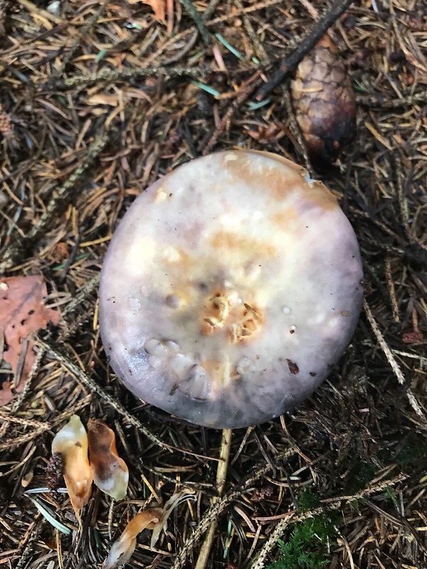 plávka modrastá Russula cyanoxantha (Schaeff.) Fr.