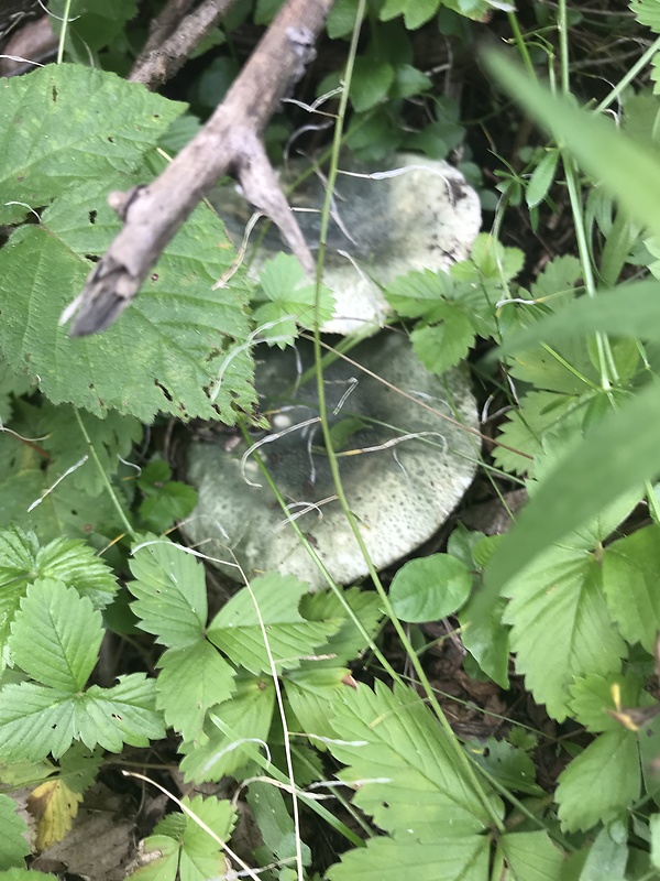 plávka zelenkastá Russula virescens (Schaeff.) Fr.