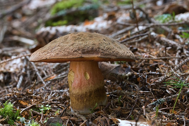 hríb zrnitohlúbikový Sutorius luridiformis (Rostk.) G. Wu & Zhu L. Yang