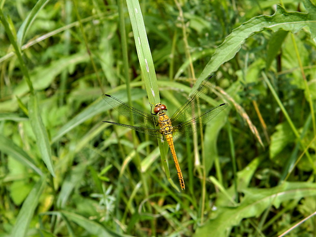 vážka červená Sympetrum sanguineum