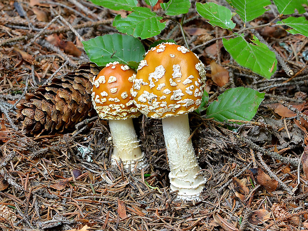 muchotrávka kráľovská Amanita regalis (Fr.) Michael