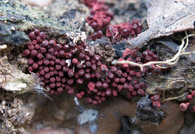 mištička Arcyria sp.