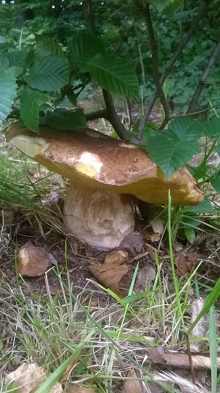 hríb smrekový Boletus edulis Bull.