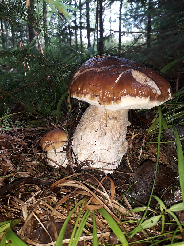 hríb smrekový Boletus edulis Bull.