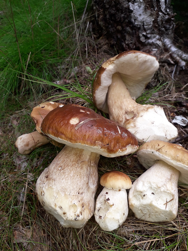 hríb smrekový Boletus edulis Bull.