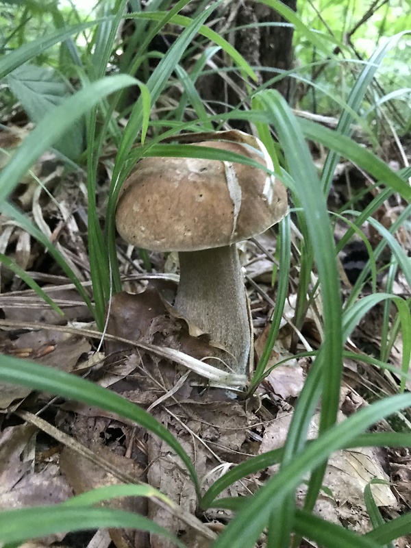 hríb dubový Boletus reticulatus Schaeff.