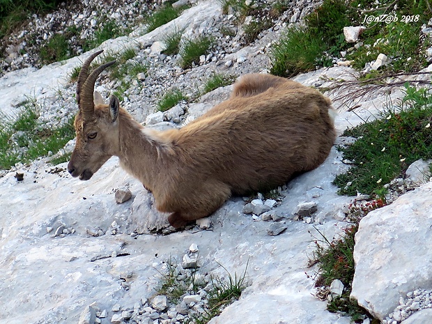 kozorožec alpský  Capra ibex ibex