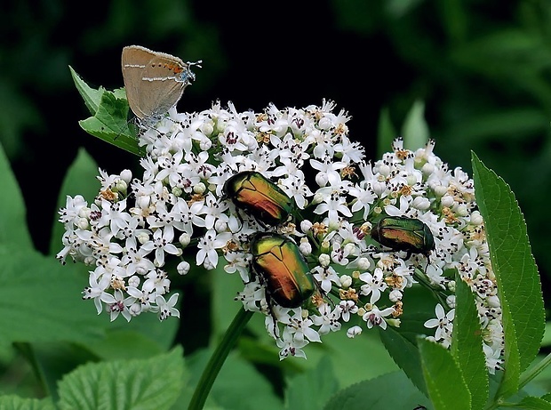 zlatoň obyčajný (sk) / zlatohlávek zlatý (cz) Cetonia aurata Linnaeus, 1758