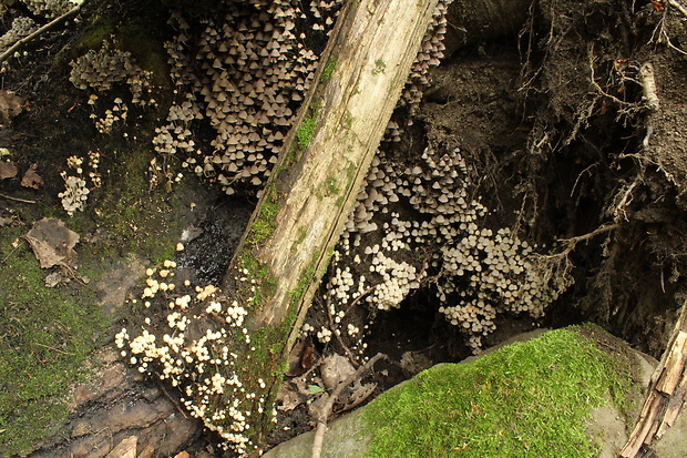 hnojník rozsiaty Coprinellus disseminatus (Pers.) J.E. Lange