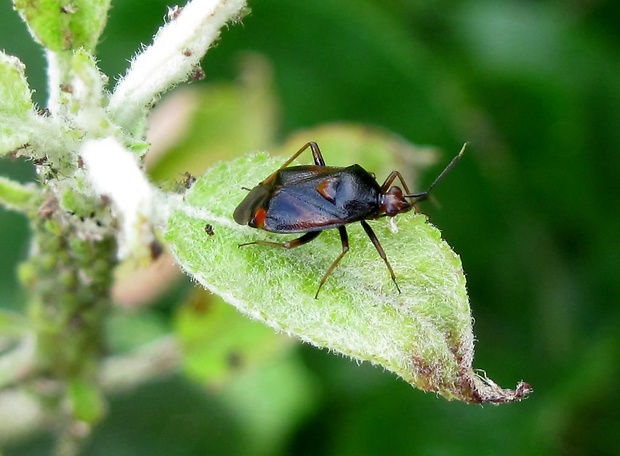 bzdôška premenlivá Deraeocoris ruber Linnaeus, 1758