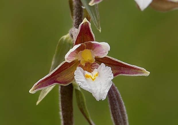 kruštík močiarny Epipactis palustris (L.) Crantz