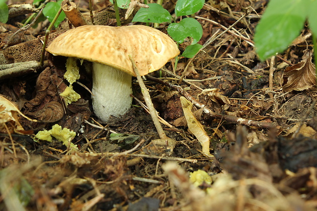 hríb jamkatý Hemileccinum depilatum (Redeuilh) Šutara