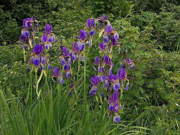 kosatec sibírsky Iris sibirica L.