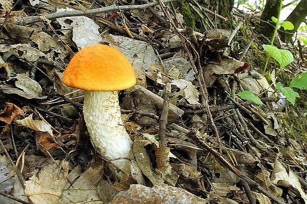 kozák osikový Leccinum albostipitatum den Bakker & Noordel.