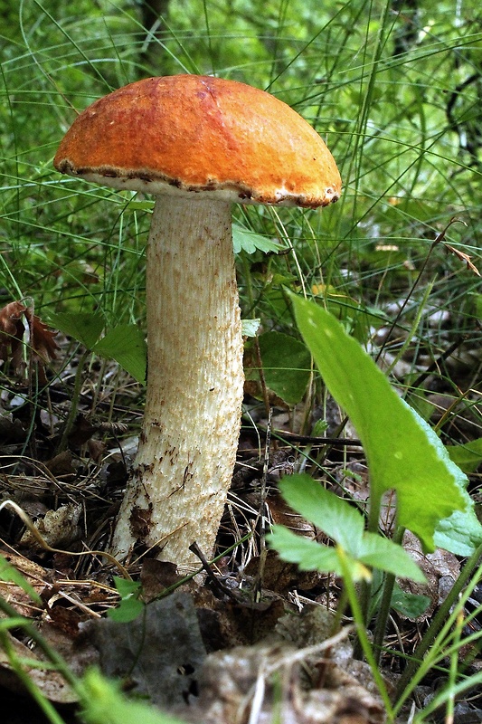 kozák osikový Leccinum albostipitatum den Bakker & Noordel.