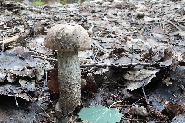 kozák topoľový Leccinum duriusculum (Schulzer ex Kalchbr.) Singer