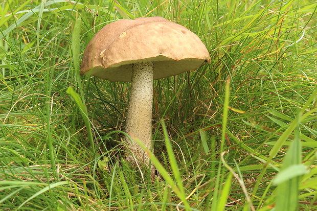 kozák brezový Leccinum scabrum (Bull.) Gray