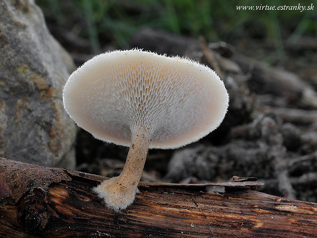 trúdnik plástovitý Lentinus arcularius (Batsch) Zmitr.