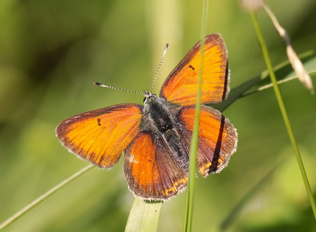 ohniváčik štiavový  Lycaena hippothoe