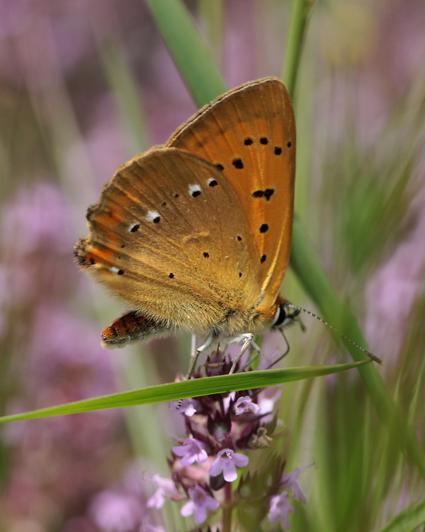 ohniváčik zlatobyľový  Lycaena virgaureae