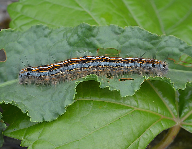 priadkovec obrúčkatý Malacosoma neustria