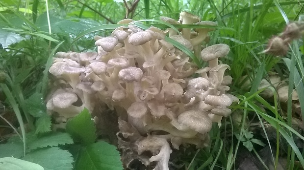 trúdnik klobúčkatý Polyporus umbellatus (Pers.) Fr.