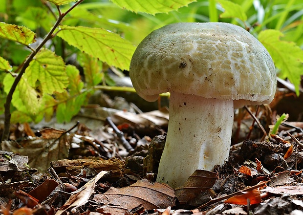 plávka zelenkastá Russula virescens (Schaeff.) Fr.