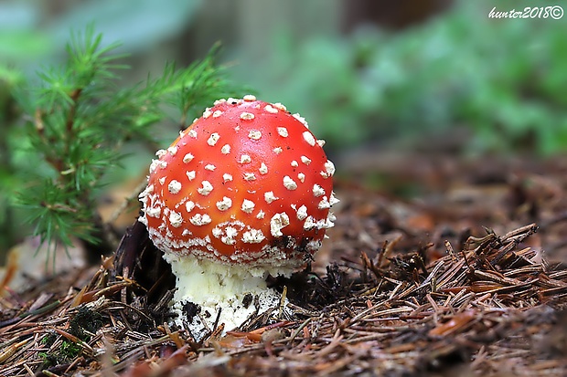 muchotrávka červená Amanita muscaria (L.) Lam.