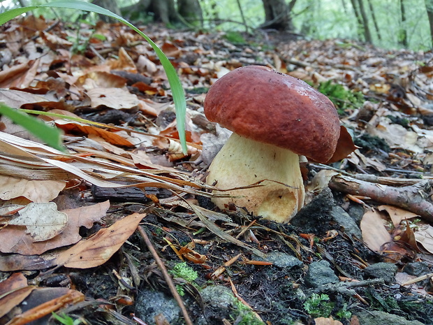 hríb sosnový Boletus pinophilus Pil. et Dermek in Pil.