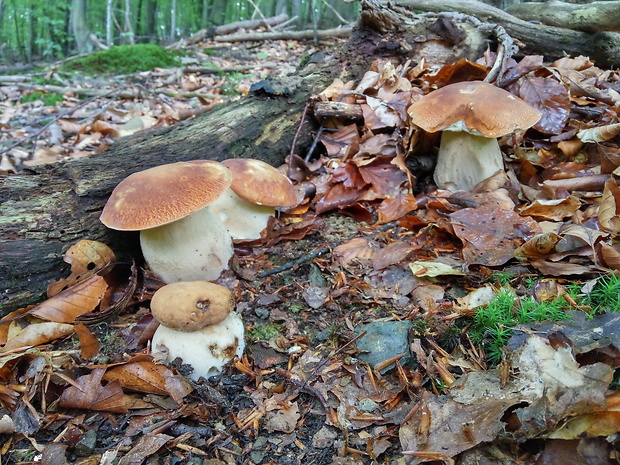 hríb dubový Boletus reticulatus Schaeff.