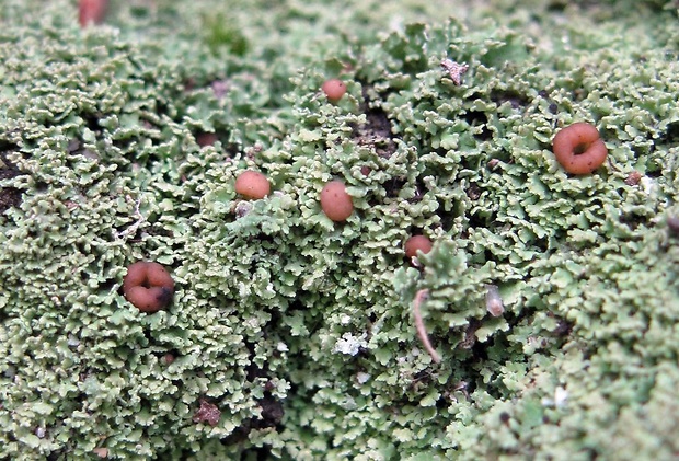 dutohlávka Cladonia caespiticia (Pers.) Flörke