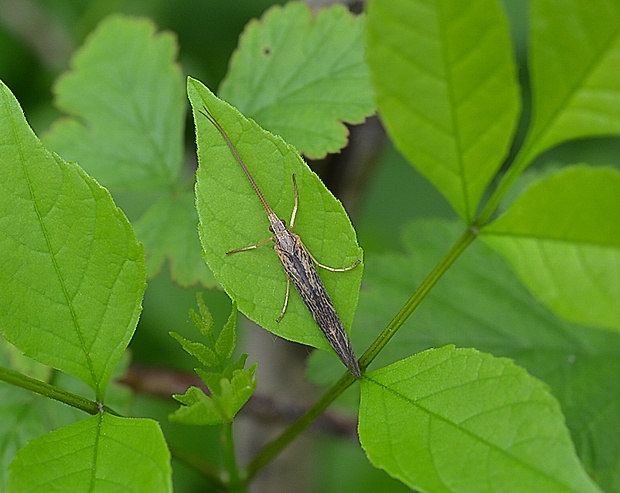 rurkovček Coleophora sp.