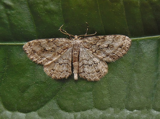 kôrovka orlíčková   /   různorožec orlíčkový Ectropis crepuscularia Denis & Schiffermüller, 1775