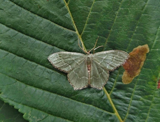 piadivka letná   /   zelenopláštník trnkový Hemithea aestivaria Hübner, 1789