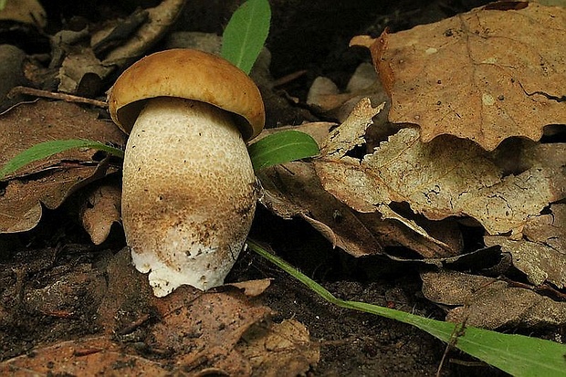 kozák hrabový Leccinum pseudoscabrum (Kallenb.) Šutara