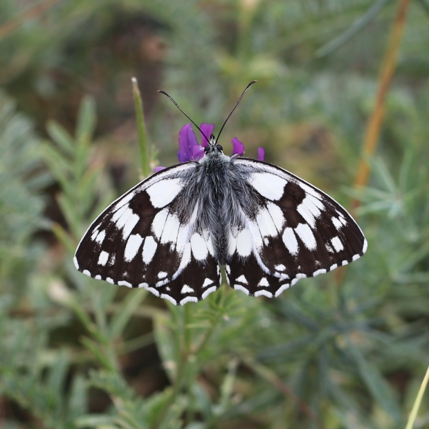 očkáň timotejkový Melanargia galathea