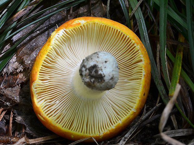 plávka zlatožltá Russula aurea Pers.