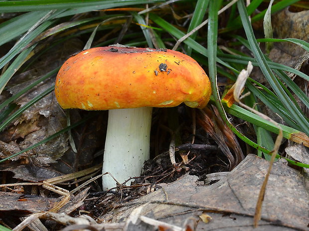 plávka zlatožltá Russula aurea Pers.