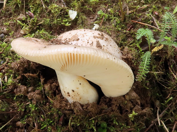 plávka blednúca Russula exalbicans (Pers.) Melzer & Zvára