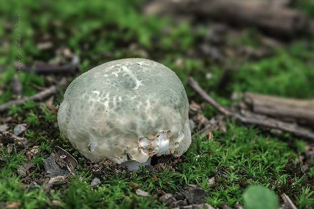 plávka zelenkastá Russula virescens (Schaeff.) Fr.