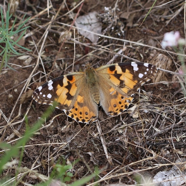 bábôčka bodliaková Vanessa cardui