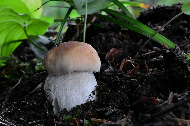 hríb smrekový Boletus edulis Bull.