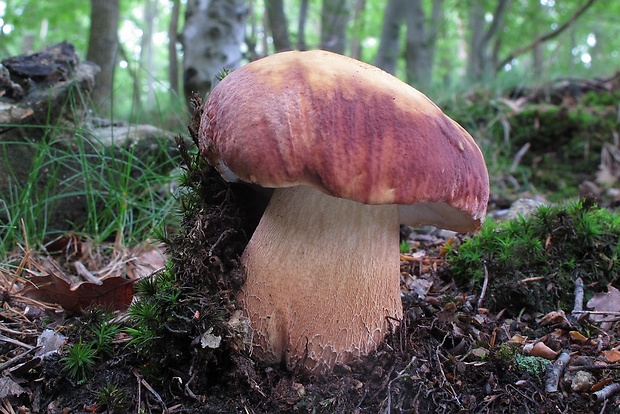 hríb sosnový Boletus pinophilus Pil. et Dermek in Pil.