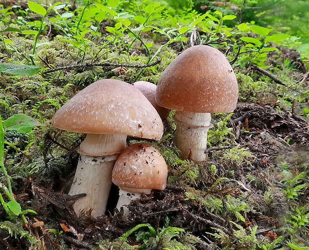 pavučinovec inovaťový Cortinarius caperatus (Pers.) Fr.