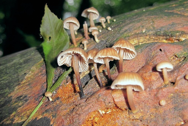 špička smradľavá Gymnopus foetidus (Sowerby) J.L. Mata & R.H. Petersen